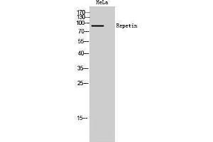 Western Blotting (WB) image for anti-Repetin (RPTN) (C-Term) antibody (ABIN3180856) (Repetin 抗体  (C-Term))
