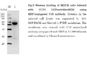 Western Blotting (WB) image for anti-Influenza Nucleoprotein antibody (Influenza A Virus H2N2) (H1N1), (H2N2), (H3N2), (H5N1), (H5N2) (HRP) (ABIN2452038) (Influenza Nucleoprotein 抗体 (Influenza A Virus H2N2) (H1N1), (H2N2), (H3N2), (H5N1), (H5N2) (HRP))