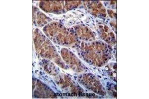 OTOP1 Antibody (Center) (ABIN655934 and ABIN2845326) immunohistochemistry analysis in formalin fixed and paraffin embedded human stomach tissue followed by peroxidase conjugation of the secondary antibody and DAB staining. (Otopetrin 1 抗体  (AA 360-388))