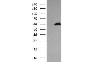 Image no. 1 for anti-Tripartite Motif Containing 44 (TRIM44) antibody (ABIN1501506) (TRIM44 抗体)