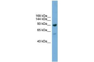 WB Suggested Anti-Ddx54 Antibody Titration:  0. (DDX54 抗体  (C-Term))