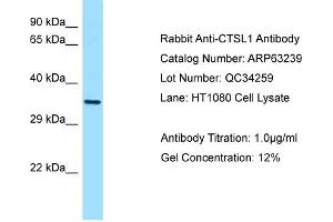 Western Blotting (WB) image for anti-Cathepsin L1 (CTSL1) (C-Term) antibody (ABIN2774366) (Cathepsin L 抗体  (C-Term))