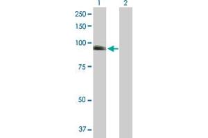Western Blot analysis of NUAK1 expression in transfected 293T cell line by NUAK1 MaxPab polyclonal antibody. (NUAK1 抗体  (AA 1-661))