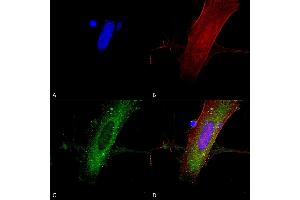 Immunocytochemistry/Immunofluorescence analysis using Mouse Anti-GluN2A/NR2A Monoclonal Antibody, Clone S327A-38 (ABIN2483896). (NMDAR2A 抗体  (AA 75-325) (Biotin))