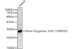 Western blot analysis of extracts of HepG2 cells, using Heme Oxygenase 1 (HO-1/HMOX1) antibody  at 1:10000 dilution. (HMOX1 抗体)