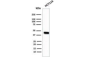 Western Blot Analysis of HCT116 cell lysate using Cytokeratin 18Rabbit Recombinant Monoclonal Antibody (KRT18/2819R). (Recombinant Cytokeratin 18 抗体)