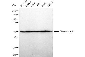 Western blotting analysis using Chromobox 4 antibody (ABIN7798065).