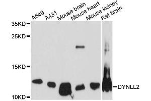 Western blot analysis of extracts of various cell lines, using DYNLL2 antibody (ABIN6292036) at 1:3000 dilution. (DYNLL2 抗体)
