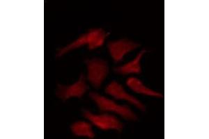 ABIN6275388 staining HepG2 by IF/ICC. (KCNS2 抗体  (Internal Region))