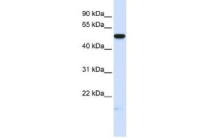 Western Blotting (WB) image for anti-Membrane Frizzled-Related Protein (MFRP) antibody (ABIN2458572) (MFRP 抗体)
