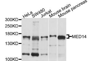Western blot analysis of extracts of various cell lines, using MED14 antibody (ABIN4904333) at 1:1000 dilution. (MED14 抗体)