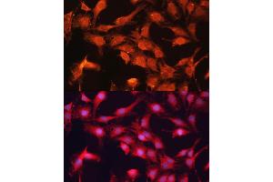 Immunofluorescence (IF) image for anti-ATP-Binding Cassette, Sub-Family B (MDR/TAP), Member 10 (ABCB10) (AA 230-300) antibody (ABIN6136345)