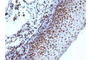 Immunohistochemistry (IHC) image for anti-Histone H1 antibody (ABIN6939596)