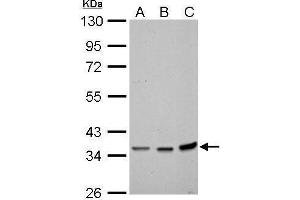 WB Image Annexin II antibody detects ANXA2 protein by Western blot analysis. (Annexin A2 抗体)