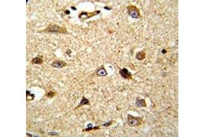 IHC analysis of FFPE human brain tissue stained with VCP antibody (VCP 抗体  (AA 726-755))