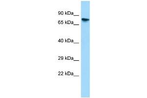 WB Suggested Anti-Gtpbp4 Antibody Titration: 1. (GTPBP4 抗体  (C-Term))