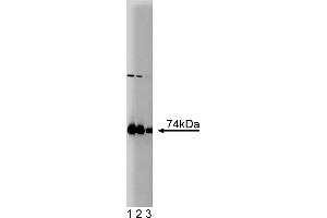 Western Blotting (WB) image for anti-Protein Kinase C, iota (PRKCI) (AA 404-587) antibody (ABIN967795) (PKC iota 抗体  (AA 404-587))