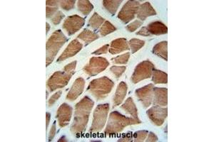 Immunohistochemistry (IHC) image for anti-Carbonic Anhydrase VB, Mitochondrial (CA5B) antibody (ABIN3003127) (CA5B 抗体)