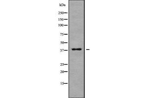 Western blot analysis of MARCH9 using MCF7 whole cell lysates