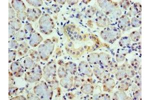 Immunohistochemistry of paraffin-embedded human pancreatic tissue using ABIN7148496 at dilution of 1:100 (COPS4 抗体  (AA 1-310))