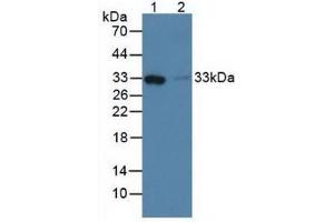 Western blot analysis of (1) Human Liver Tissue and (2) Human Lung Tissue. (FCN1 抗体  (AA 45-249))