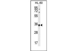 Western blot analysis of ECAT1 Antibody (N-term) in HL-60 cell line lysates (35ug/lane). (ECAT1 抗体  (N-Term))