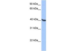 Western Blotting (WB) image for anti-Oligodendrocyte Lineage Transcription Factor 2 (OLIG2) antibody (ABIN2460558) (OLIG2 抗体)