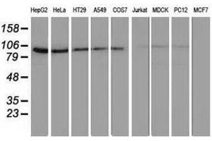 Image no. 4 for anti-Striatin Interacting Protein 1 (STRIP1) antibody (ABIN1498205) (STRIP1 抗体)