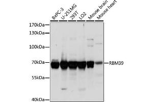 Western blot analysis of extracts of various cell lines, using RBM39 antibody (ABIN7270085) at 1:1000 dilution. (RBM39 抗体  (C-Term))