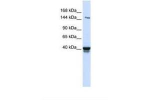 Image no. 1 for anti-Immunoglobulin Superfamily, Member 9 (IGSF9) (AA 74-123) antibody (ABIN6739256) (IGSF9 抗体  (AA 74-123))