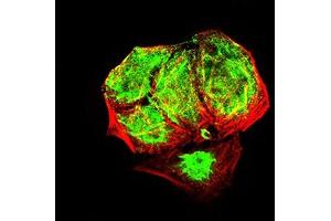 Immunofluorescence analysis of Hela cells using EHMT2 mouse mAb (green).