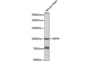Western blot analysis of extracts of Mouse heart, using DPP9 antibody (ABIN7266784) at 1:1000 dilution. (DPP9 抗体  (AA 1-100))