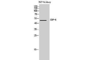 Western Blotting (WB) image for anti-Growth Differentiation Factor 6 (GDF6) (Internal Region) antibody (ABIN3178999) (GDF6 抗体  (Internal Region))