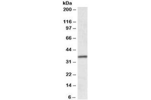 Western blot testing of human colon lysate with HOXA4 antibody at 0. (HOXA4 抗体)