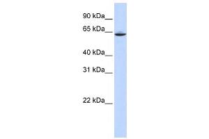 Western Blotting (WB) image for anti-Solute Carrier Family 33 Member 1 (SLC33A1) antibody (ABIN2458788) (SLC33A1 抗体)