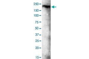 Western blot analysis of KDM3B monoclonal antibody  at 1 : 500 dilution. (KDM3B 抗体  (C-Term))