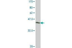 Western Blot detection against Immunogen (50.