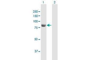 Western Blot analysis of ALDH18A1 expression in transfected 293T cell line by ALDH18A1 MaxPab polyclonal antibody. (P5CS 抗体  (AA 1-795))