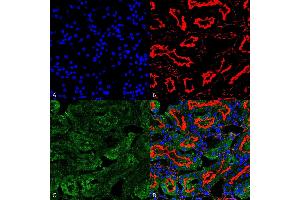 Immunohistochemistry analysis using Mouse Anti-Sulfotyrosine Monoclonal Antibody, Clone 7C5 (ABIN5067500). (Sulfotyrosine 抗体  (HRP))