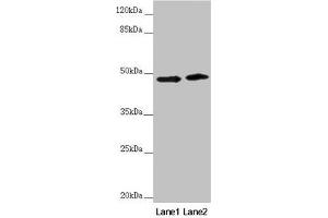 Western blot All lanes: RNF135 antibody at 3. (RNF135 抗体  (AA 339-432))