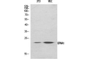 Western Blotting (WB) image for anti-Ephrin A1 (EFNA1) (Internal Region) antibody (ABIN5956515) (Ephrin A1 抗体  (Internal Region))