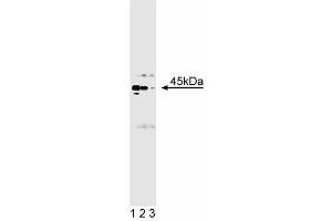Western blot analysis of Casein Kinase alpha/alpha' on rat cerebellum lysate. (Casein Kinase II alpha /alpha (AA 1-123) 抗体)