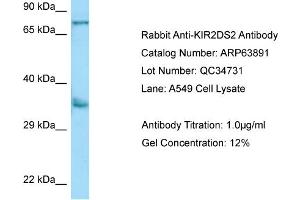 Western Blotting (WB) image for anti-Killer Cell Immunoglobulin-Like Receptor 2DS2 (KIR2DS2) (N-Term) antibody (ABIN2789655)