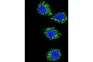 Immunofluorescence (IF) image for anti-Membrane Protein, Palmitoylated 3 (MAGUK P55 Subfamily Member 3) (MPP3) antibody (ABIN2997119) (MPP3 抗体)