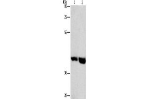 Western Blotting (WB) image for anti-G Protein-Coupled Receptor 182 (GPR182) antibody (ABIN2432683) (G Protein-Coupled Receptor 182 抗体)