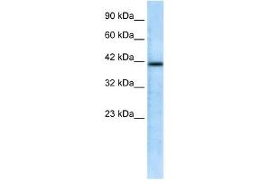 CHRFAM7A antibody used at 0. (CHRFAM7A 抗体  (N-Term))