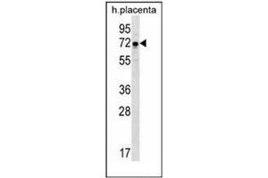 Western blot analysis of GNE / GLCNE Antibody (N-term) in human placenta tissue lysates (35ug/lane). (GNE 抗体  (N-Term))