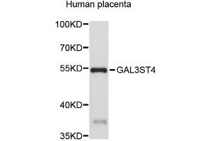 Western blot analysis of extracts of human placenta, using GAL3ST4 antibody (ABIN5972880). (GAL3ST4 抗体)