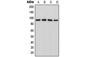 Western blot analysis of LZTR1 expression in Jurkat (A), MCF7 (B), NIH3T3 (C), PC12 (D) whole cell lysates. (LZTR1 抗体  (Center))
