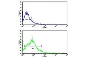 Flow cytometric analysis of HL-60 cells using BACE2 antibody (bottom histogram) compared to a negative control (top histogram). (BACE2 抗体  (AA 336-365))